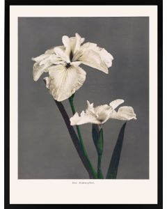 Poster 30x40 Japandi Iris Kampferi
