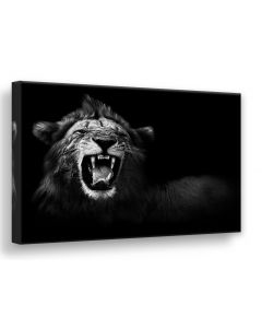 Tavla Canvas 75x100 Lion
