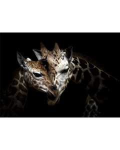 Tavla Glas 70x100 Wild Giraffes