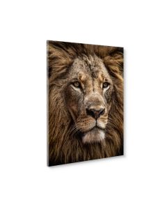 Tavla Canvas 50x70 Lion face