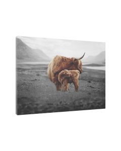Tavla Canvas 75x100 Highland Cattle & Calf