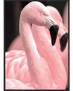 Poster 30x40 Pink Flamingo 2 (planpackad)