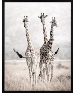 Poster 30x40 Nature Giraffes
