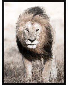 Poster 50x70 Nature Lion Face (planpackad)
