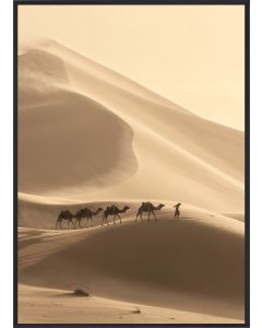Poster 30x40 Desert Camels (Planpackad)