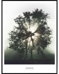 Poster 50x70 Green Nature Sunrise (planpackad)