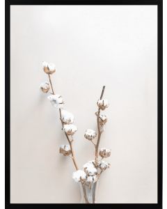 Poster 50x70 Beige Cotton plant