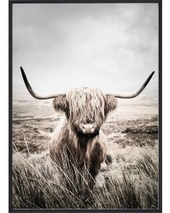 Poster 50x70 Nature Highland Cattle (planpackad)